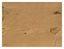 Наскальные надписи пустыни Негев, композиция "Охота на горных козлов" (датируется XIV-XII вв. до Р.Х.).