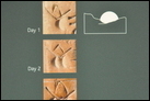Список рациона на пять дней (фрагменты). Из Месопотамии, 3000-2900 гг. до Р.Х. Британский музей. ME 116730. Символы для обозначения дня недели.
