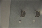 Перстень с изображением Птоломея II (285-246 гг. до Р.Х.). Бронза. Северное Причерноморье (?). III в. до Р.Х. Эрмитаж. ГР-28385 (В.2885).